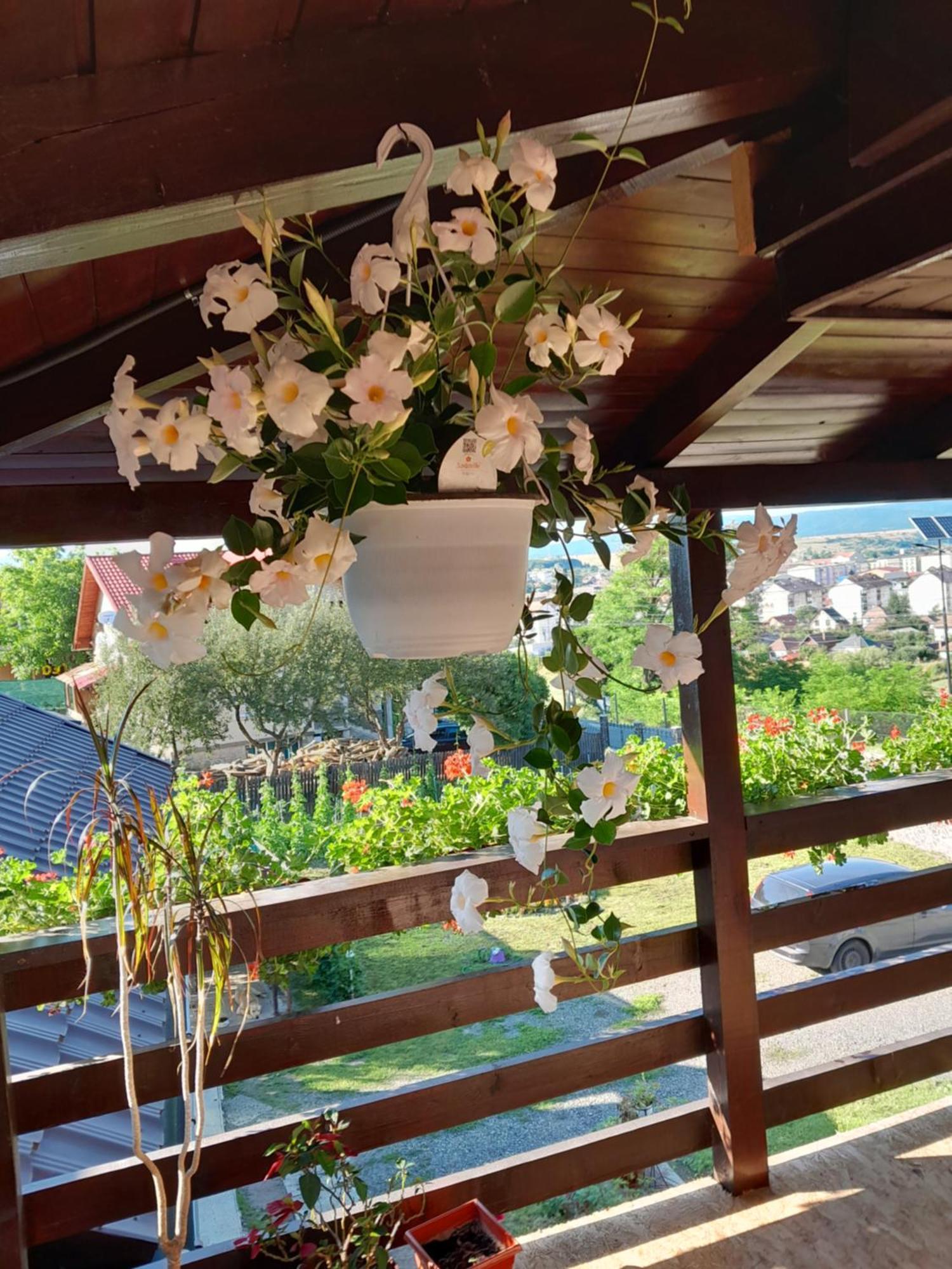 Casa Alex Ξενοδοχείο Topliţa Εξωτερικό φωτογραφία